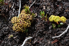 Diplaspis cordifolia
