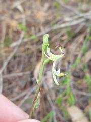 Arthrochilus prolixus