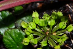 Diplaspis cordifolia