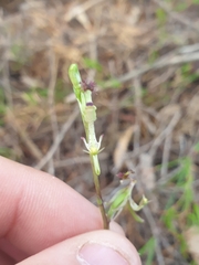Arthrochilus prolixus