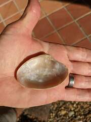 Paphia inflata