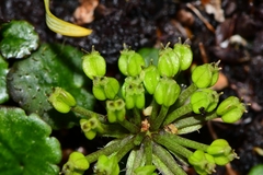 Diplaspis cordifolia