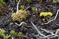 Diplaspis cordifolia
