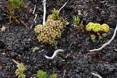 Diplaspis cordifolia