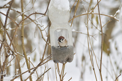 Passer montanus