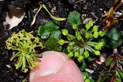 Diplaspis cordifolia