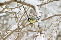 Parus major