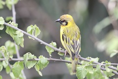 Ploceus vitellinus