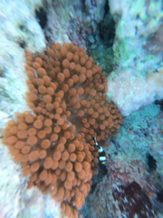 Amphiprion akindynos