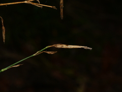 Dianthus superbus autumnalis