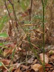 Dianthus superbus autumnalis