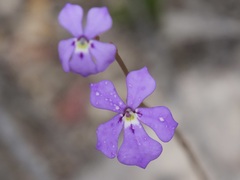 Isotoma hypocrateriformis