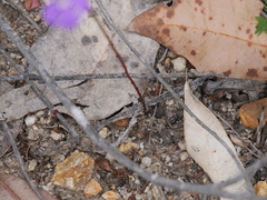 Isotoma hypocrateriformis