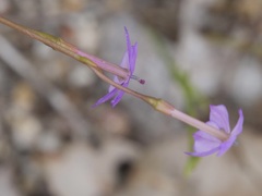 Isotoma hypocrateriformis