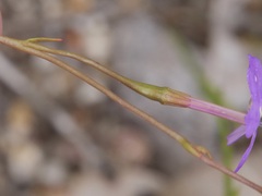 Isotoma hypocrateriformis
