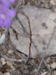 Isotoma hypocrateriformis