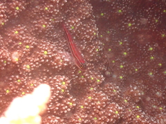 Helcogramma striata