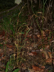 Dianthus superbus autumnalis