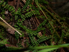 Asplenium trichomanes trichomanes