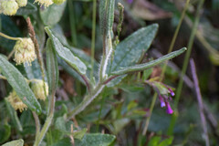 Epilobium denticulatum