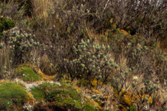 Linochilus rupestris