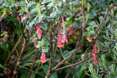 Ribes andicola