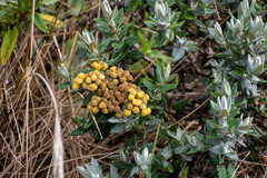 Monticalia andicola