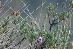 Linochilus rupestris