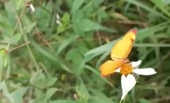 Tegosa