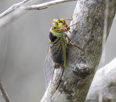 Macrotristria intersecta