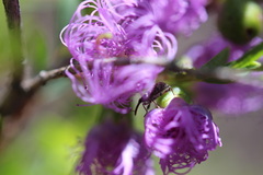 Melaleuca thymifolia