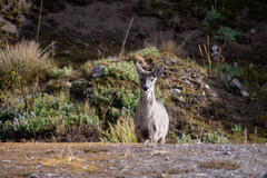 Odocoileus virginianus ustus