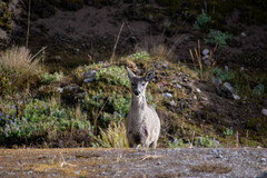 Odocoileus virginianus ustus