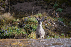 Odocoileus virginianus ustus