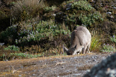Odocoileus virginianus ustus