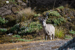 Odocoileus virginianus ustus
