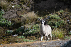 Odocoileus virginianus ustus