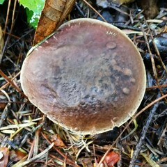 Xerocomellus zelleri