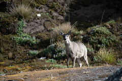 Odocoileus virginianus ustus