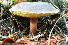 Xerocomellus zelleri