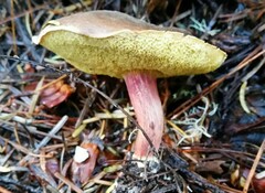 Xerocomellus zelleri