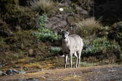 Odocoileus virginianus ustus