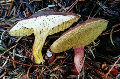 Xerocomellus zelleri