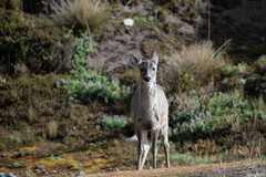 Odocoileus virginianus ustus