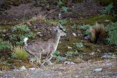 Odocoileus virginianus ustus