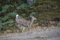 Odocoileus virginianus ustus