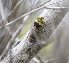 Macrotristria intersecta