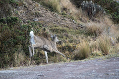 Odocoileus virginianus ustus