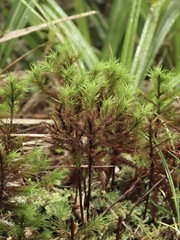 Dendroligotrichum tongariroense