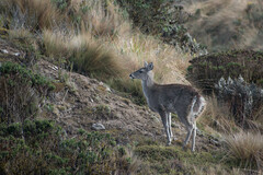 Odocoileus virginianus ustus